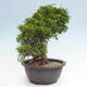 Vonkajší bonsai - Juniperus chinensis Itoigawa -Jalovec čínsky - 4/4