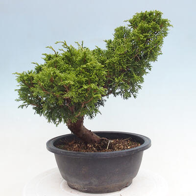 Vonkajší bonsai - Juniperus chinensis Itoigawa -Jalovec čínsky - 4