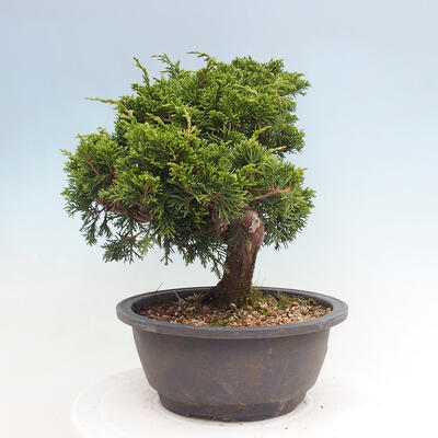 Vonkajší bonsai - Juniperus chinensis Itoigawa -Jalovec čínsky - 4