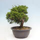 Vonkajší bonsai - Juniperus chinensis Itoigawa -Jalovec čínsky - 4/4