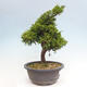 Vonkajší bonsai - Juniperus chinensis Itoigawa -Jalovec čínsky - 4/4