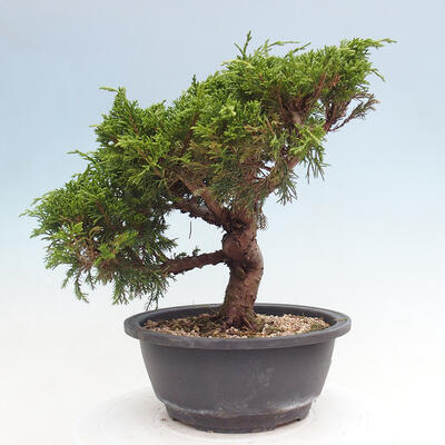 Vonkajší bonsai - Juniperus chinensis Itoigawa -Jalovec čínsky - 4