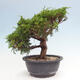 Vonkajší bonsai - Juniperus chinensis Itoigawa -Jalovec čínsky - 4/4