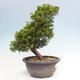 Vonkajší bonsai - Juniperus chinensis Itoigawa -Jalovec čínsky - 4/4