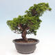 Vonkajší bonsai - Juniperus chinensis Itoigawa -Jalovec čínsky - 4/4