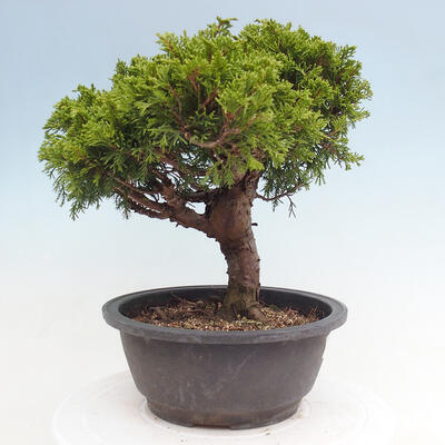 Vonkajší bonsai - Juniperus chinensis Itoigawa -Jalovec čínsky - 4