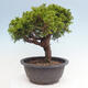 Vonkajší bonsai - Juniperus chinensis Itoigawa -Jalovec čínsky - 4/4