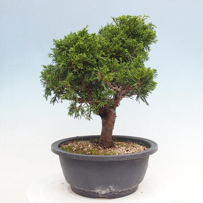 Vonkajší bonsai - Juniperus chinensis Itoigawa -Jalovec čínsky - 4