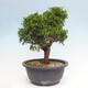 Vonkajší bonsai - Juniperus chinensis Itoigawa -Jalovec čínsky - 4/4