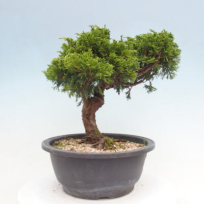 Vonkajší bonsai - Juniperus chinensis Itoigawa -Jalovec čínsky - 4