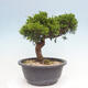 Vonkajší bonsai - Juniperus chinensis Itoigawa -Jalovec čínsky - 4/4