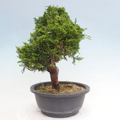 Vonkajší bonsai - Juniperus chinensis Itoigawa -Jalovec čínsky - 4