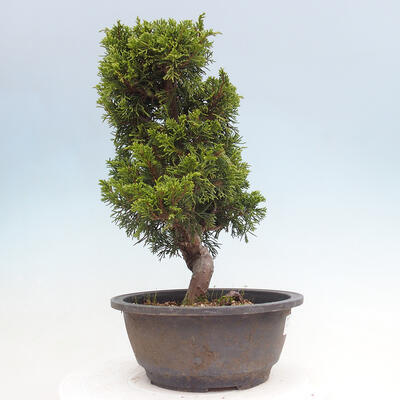 Vonkajší bonsai - Juniperus chinensis Itoigawa -Jalovec čínsky - 4