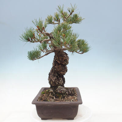 Vonkajší bonsai - Pinus parviflora - borovica drobnokvetá - 4