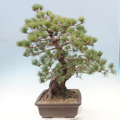 Vonkajší bonsai - Pinus parviflora - borovica drobnokvetá - 4