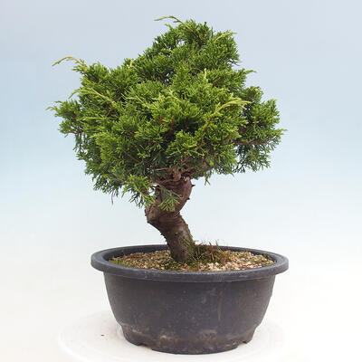 Vonkajší bonsai - Juniperus chinensis Itoigawa -Jalovec čínsky - 4