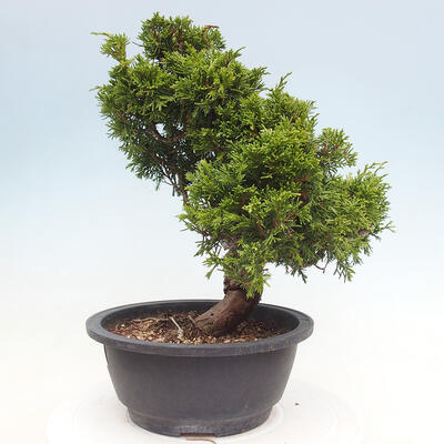 Vonkajší bonsai - Juniperus chinensis Itoigawa -Jalovec čínsky - 4