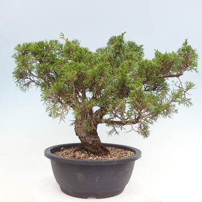 Vonkajší bonsai - Juniperus chinensis Itoigawa -Jalovec čínsky - 4