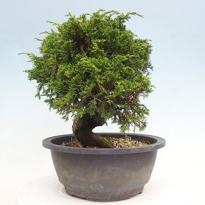 Vonkajší bonsai - Juniperus chinensis Itoigawa -Jalovec čínsky - 4