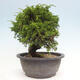 Vonkajší bonsai - Juniperus chinensis Itoigawa -Jalovec čínsky - 4/4