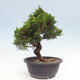 Vonkajší bonsai - Juniperus chinensis Itoigawa -Jalovec čínsky - 4/4