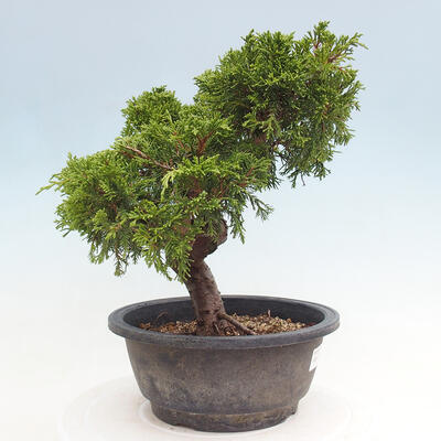 Vonkajší bonsai - Juniperus chinensis Itoigawa -Jalovec čínsky - 4