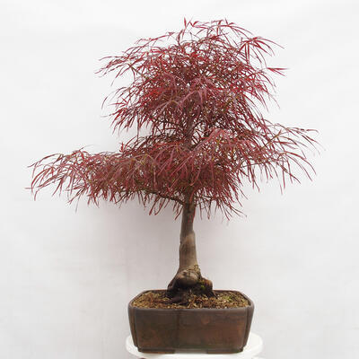 Vonkajší bonsai - Javor dlanitolistý - Acer palmatum RED PYGMY - 4