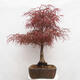 Vonkajší bonsai - Javor dlanitolistý - Acer palmatum RED PYGMY - 4/6