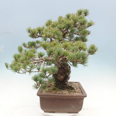 Vonkajší bonsai - Pinus parviflora - borovica drobnokvetá - 4