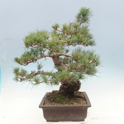 Vonkajší bonsai - Pinus parviflora - borovica drobnokvetá - 4