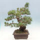 Vonkajší bonsai - Pinus parviflora - borovica drobnokvetá - 4/5