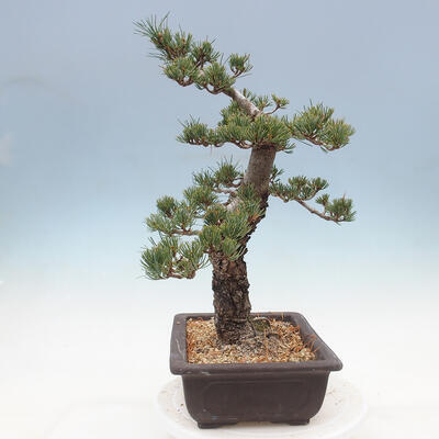 Vonkajší bonsai - Pinus parviflora - borovica drobnokvetá - 4