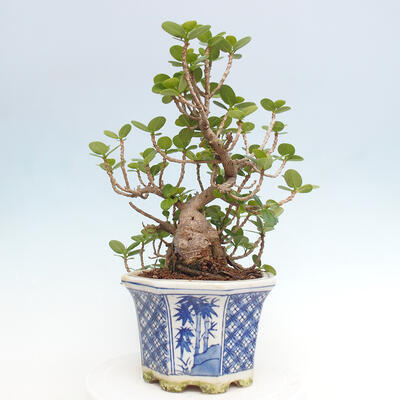 Izbová bonsai - Ficus Panda - malolistý fikus - 4