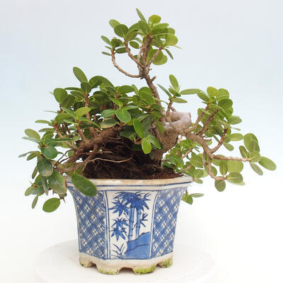 Izbová bonsai - Ficus Panda - malolistý fikus - 4