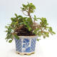 Izbová bonsai - Ficus Panda - malolistý fikus - 4/4