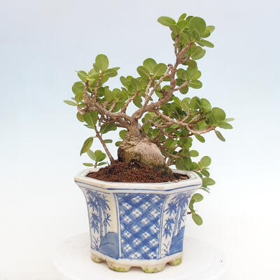 Izbová bonsai - Ficus Panda - malolistý fikus - 4