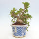 Izbová bonsai - Ficus Panda - malolistý fikus - 4/4