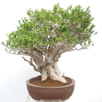 Izbová bonsai - Premna serratifolia - Kozlovoň malolistá - 4