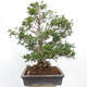 Izbová bonsai - Zantoxylum piperitum - korenistý - 4/7