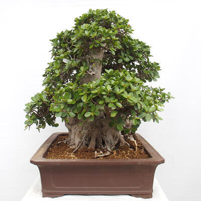 Izbová bonsai - Ficus Panda - malolistý fikus - 4