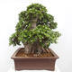 Izbová bonsai - Ficus Panda - malolistý fikus - 4/5