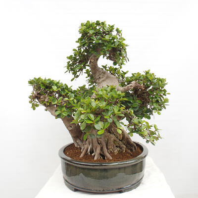 Izbová bonsai - Ficus Panda - malolistý fikus - 4