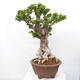 Izbová bonsai - Bouganwilea - 4/6