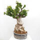 Izbová bonsai - Bouganwilea - 4/6