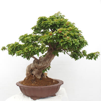 Izbová bonsai - Bouganwilea - 4