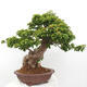 Izbová bonsai - Bouganwilea - 4/6