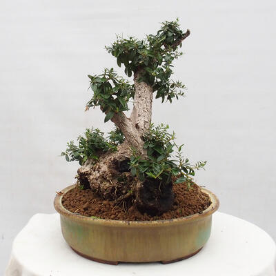 Izbová bonsai - Olea europaea sylvestris -Oliva európska drobnolistá - 4