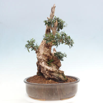 Izbová bonsai - Olea europaea sylvestris -Oliva európska drobnolistá - 4