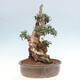 Izbová bonsai - Olea europaea sylvestris -Oliva európska drobnolistá - 4/7