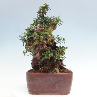 Izbová bonsai - Olea europaea sylvestris -Oliva európska drobnolistá - 4